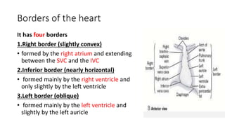 Cardiovascular anatomy and imaging Techniques | PPTX
