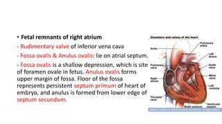 Cardiovascular anatomy and imaging Techniques | PPTX