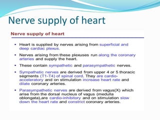 Nerve supply of heart
 