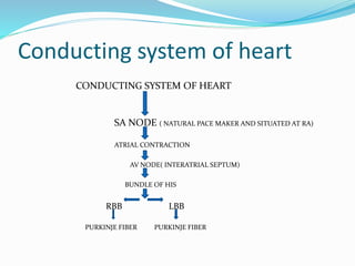 Conducting system of heart
CONDUCTING SYSTEM OF HEART
SA NODE ( NATURAL PACE MAKER AND SITUATED AT RA)
ATRIAL CONTRACTION
AV NODE( INTERATRIAL SEPTUM)
BUNDLE OF HIS
RBB LBB
PURKINJE FIBER PURKINJE FIBER
 