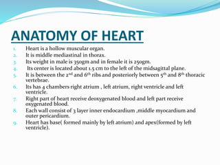 ANATOMY OF HEART
1. Heart is a hollow muscular organ.
2. It is middle mediastinal in thorax.
3. Its weight in male is 350gm and in female it is 250gm.
4. Its center is located about 1.5 cm to the left of the midsagittal plane.
5. It is between the 2nd and 6th ribs and posteriorly between 5th and 8th thoracic
vertebrae.
6. Its has 4 chambers right atrium , left atrium, right ventricle and left
ventricle.
7. Right part of heart receive deoxygenated blood and left part receive
oxygenated blood.
8. Each wall consist of 3 layer inner endocardium ,middle myocardium and
outer pericardium.
9. Heart has base( formed mainly by left atrium) and apex(formed by left
ventricle).
 