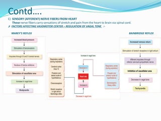 Contd….
C) SENSORY (AFFERENT) NERVE FIBERS FROM HEART
These nerve fibers carry sensations of stretch and pain from the heart to brain via spinal cord.
„# FACTORS AFFECTING VASOMOTOR CENTER – REGULATION OF VAGAL TONE :-
MAREY’S REFLEX BAINBRIDGE REFLEX
 