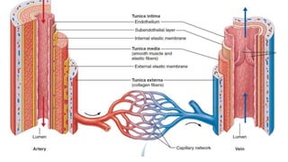 Cardiovascular anatomy and vessels