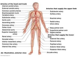 Cardiovascular anatomy pictures