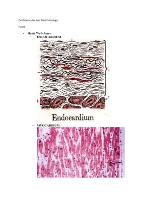 Cardiovascular and limfe histology

Heart

   •    Heart Walls layer
           – ENDOCARDIUM




           – MYOCARDIUM
 