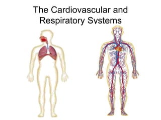 The Cardiovascular and
Respiratory Systems
 