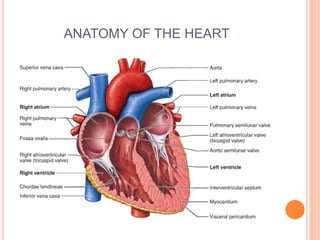 ANATOMY OF THE HEART
 