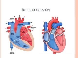 BLOOD CIRCULATION
 