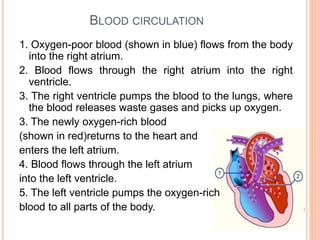 BLOOD CIRCULATION
1. Oxygen-poor blood (shown in blue) flows from the body
into the right atrium.
2. Blood flows through the right atrium into the right
ventricle.
3. The right ventricle pumps the blood to the lungs, where
the blood releases waste gases and picks up oxygen.
3. The newly oxygen-rich blood
(shown in red)returns to the heart and
enters the left atrium.
4. Blood flows through the left atrium
into the left ventricle.
5. The left ventricle pumps the oxygen-rich
blood to all parts of the body.
 