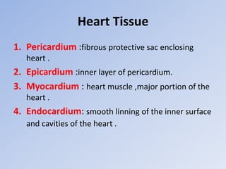 Heart Tissue
1. Pericardium :fibrous protective sac enclosing
heart .
2. Epicardium :inner layer of pericardium.
3. Myocardium : heart muscle ,major portion of the
heart .
4. Endocardium: smooth linning of the inner surface
and cavities of the heart .
 