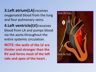 3.Left atrium(LA):receives
oxygenated blood from the lung
and four pulmonary veins.
4.Left ventricle(LV):receives
blood from LA and pumps blood
via the aorta throughout the
entire systemic circulation.
NOTE: the walls of the LV are
thicker and stronger than the
RV and forms most of the left
side and apex of the heart .
 