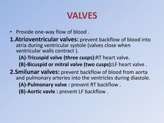 VALVES
• Provide one-way flow of blood .
1.Atrioventricular valves: prevent backflow of blood into
atria during ventricular systole (valves close when
ventricular walls contract ).
(A)-Tricuspid valve (three cusps):RT heart valve.
(B)-Bicuspid or mitral valve (two cusps):LF heart valve .
2.Smilunar valves: prevent backflow of blood from aorta
and pulmonary arteries into the ventricles during diastole.
(A)-Pulmonary valve : prevent RT backflow .
(B)-Aortic vavle : prevent LF backflow .
 