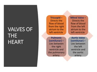 VALVES OF
THE
HEART
Tricuspid –
Directs the
flow of blood
from the right
atrium to the
left ventricle.
Mitral Valve –
Directs the
flow of blood
from the left
atrium to the
left ventricle.
Pulmonic
(semilunar) –
Lies between
the right
ventricle and
the pulmonary
artery.
Aortic Valve
(semilunar) –
Lies between
the left
ventricle and
the aortic
artery.
 