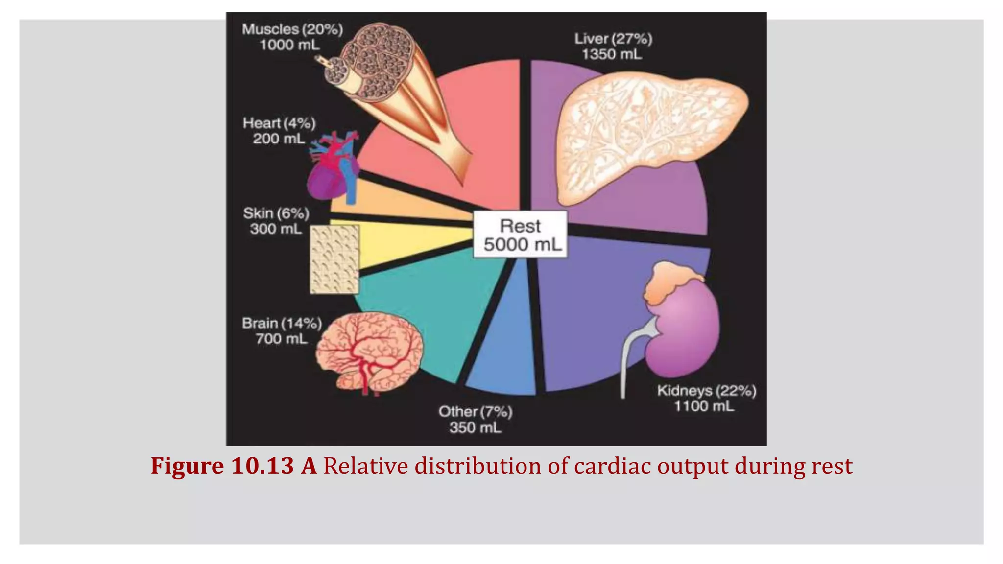 Figure 10.13 A Relative distribution of cardiac output during rest
 