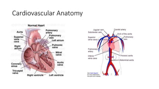 Cardiovascular changes with ageing for physio.pptx