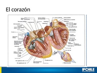El corazón
 