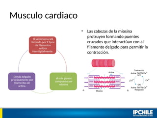 Musculo cardiaco
El sarcómero está
formado por 2 tipos
de filamentos
unidos
interdigitalmente:
el más grueso
compuesto por
miosina
El más delgado
principalmente por
filamentos de
actina.
• Las cabezas de la miosina
protruyen formando puentes
cruzados que interactúan con al
filamento delgado para permitir la
contracción.
 