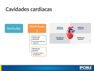 Cavidades cardiacas
Aurículas
Ventrículo
s
Ventriculo
izquierdo
•Circulación sistémica
o general
Ventrículo
derecho
•- Bombea sangre a
los pulmones
 