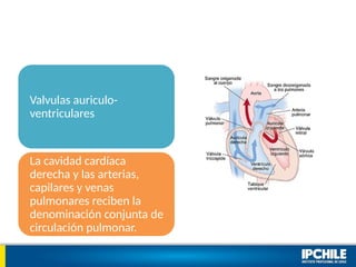 Valvulas auriculo-
ventriculares
La cavidad cardíaca
derecha y las arterias,
capilares y venas
pulmonares reciben la
denominación conjunta de
circulación pulmonar.
 