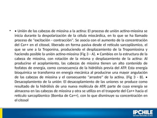 • • Unión de las cabezas de miosina a la actina: El proceso de unión actino-miosina se
inicia durante la despolarización de la célula miocárdica, en lo que se ha llamado
proceso de "excitación - contracción". Se asocia con el aumento de la concentración
del Ca++ en el citosol, liberado en forma pasiva desde el retículo sarcoplásmico, el
que se une a la Troponina, produciendo el desplazamiento de la Tropomiosina y
haciendo posible la unión actino-miosina (Fig 3 - A). • Cambios en la estructura de la
cabeza de miosina, con rotación de la misma y desplazamiento de la actina: Al
producirse el acoplamiento, las cabezas de miosina tienen un alto contenido de
fosfatos de energía, como consecuencia de la hidrólisis previa del ATP. Esta energía
bioquímica se transforma en energía mecánica al producirse una mayor angulación
de las cabezas de miosina y el consecuente "arrastre" de la actina. (Fig 3 - B). •
Desacoplamiento de la unión: El desacoplamiento de las uniones se produce como
resultado de la hidrólisis de una nueva molécula de ATP, parte de cuya energía se
almacena en las cabezas de miosina y otra se utiliza en el trasporte del Ca++ hacia el
retículo sarcoplásmico (Bomba de Ca++), con lo que disminuye su concentración en
el citosol
 