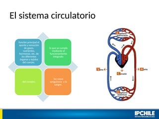 El sistema circulatorio
función principal el
aporte y remoción
de gases,
nutrientes,
hormonas, etc. de
los diferentes
órganos y tejidos
del cuerpo,
lo que se cumple
mediante el
funcionamiento
integrado
del corazón,
los vasos
sanguíneos y la
sangre.
 