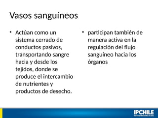 Vasos sanguíneos
• Actúan como un
sistema cerrado de
conductos pasivos,
transportando sangre
hacia y desde los
tejidos, donde se
produce el intercambio
de nutrientes y
productos de desecho.
• participan también de
manera activa en la
regulación del flujo
sanguíneo hacia los
órganos
 