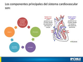 Los componentes principales del sistema cardiovascular
son:
El propósito
principal
bombear
sangre rica en
nutrientes
El Corazón
La Sangre
Los vasos
sanguíneos
oxígeno
 