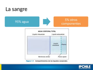 La sangre
95% agua
5% otros
componentes
 