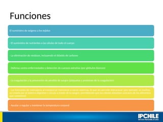 Funciones
El suministro de oxígeno a los tejidos
· El suministro de nutrientes a las células de todo el cuerpo
· La eliminación de residuos, incluyendo el dióxido de carbono
· Defensa contra enfermedades y detección de cuerpos extraños (por glóbulos blancos)
· La coagulación y la prevención de pérdida de sangre (plaquetas y proteínas de la coagulación)
· Las funciones de mensajería al transportar hormonas a varios sistemas, lo que les permite interactuar (por ejemplo, la insulina
es creada por el sistema digestivo y circula a través de la sangre, permitiendo que las células absorban azúcares de los alimentos
que comemos)
· Ayudar a regular y mantener la temperatura corporal
 
