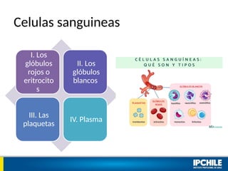 Celulas sanguineas
I. Los
glóbulos
rojos o
eritrocito
s
II. Los
glóbulos
blancos
III. Las
plaquetas
IV. Plasma
 