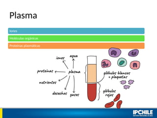 Plasma
Iones
Moléculas orgánicas
Proteínas plasmáticas
 