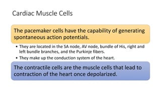 Cardiac Muscle Cells
The pacemaker cells have the capability of generating
spontaneous action potentials.
• They are located in the SA node, AV node, bundle of His, right and
left bundle branches, and the Purkinje fibers.
• They make up the conduction system of the heart.
The contractile cells are the muscle cells that lead to
contraction of the heart once depolarized.
 