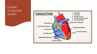 Cardiac
Conduction
System
 