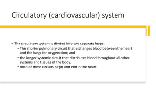 Circulatory (cardiovascular) system
• The circulatory system is divided into two separate loops:
• The shorter pulmonary circuit that exchanges blood between the heart
and the lungs for oxygenation; and
• the longer systemic circuit that distributes blood throughout all other
systems and tissues of the body.
• Both of these circuits begin and end in the heart.
 