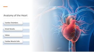 Anatomy of the Heart
Cardiac Chambers.
Great Vessels.
Valves
Cardiac Muscle Cells
 
