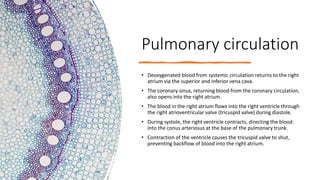 Pulmonary circulation
• Deoxygenated blood from systemic circulation returns to the right
atrium via the superior and inferior vena cava.
• The coronary sinus, returning blood from the coronary circulation,
also opens into the right atrium.
• The blood in the right atrium flows into the right ventricle through
the right atrioventricular valve (tricuspid valve) during diastole.
• During systole, the right ventricle contracts, directing the blood
into the conus arteriosus at the base of the pulmonary trunk.
• Contraction of the ventricle causes the tricuspid valve to shut,
preventing backflow of blood into the right atrium.
 