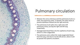 Pulmonary circulation
• Between the conus arteriosus and the pulmonary trunk is a
valve; the pulmonary valve. In diastole, the valve closes to
prevent backflow of blood into the right ventricle.
• The pulmonary trunk splits into a right and a left
pulmonary artery, serving the right and left lung
respectively.
• Deoxygenated blood flows into the capillaries of each lung,
where it is then oxygenated.
• The pulmonary veins collect the newly oxygenated blood
from the lung, and return it to the left atrium, where it will
be passed into systemic circulation.
 