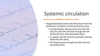 Systemic circulation
• Oxygenated blood enters the left atrium from the
pulmonary circulation via the pulmonary veins.
• During diastole, blood passes from the left
atrium to the left ventricle through the left
atrioventricular valve (bicuspid valve).
• In systole, the left ventricle contracts, forcing
blood into the aorta.
• The blood passes through the false into the
ascending aorta.
 