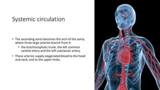Systemic circulation
• The ascending aorta becomes the arch of the aorta,
where three large arteries branch from it:
• the brachiocephalic trunk, the left common
carotid artery and the left subclavian artery.
• These arteries supply oxygenated blood to the head
and neck, and to the upper limbs.
 