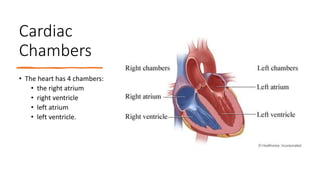 Cardiac
Chambers
• The heart has 4 chambers:
• the right atrium
• right ventricle
• left atrium
• left ventricle.
 
