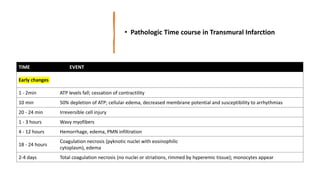 • Pathologic Time course in Transmural Infarction
TIME EVENT
Early changes
1 - 2min ATP levels fall; cessation of contractility
10 min 50% depletion of ATP; cellular edema, decreased membrane potential and susceptibility to arrhythmias
20 - 24 min Irreversible cell injury
1 - 3 hours Wavy myofibers
4 - 12 hours Hemorrhage, edema, PMN infiltration
18 - 24 hours
Coagulation necrosis (pyknotic nuclei with eosinophilic
cytoplasm), edema
2-4 days Total coagulation necrosis (no nuclei or striations, rimmed by hyperemic tissue); monocytes appear
 
