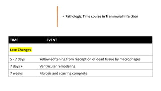 • Pathologic Time course in Transmural Infarction
TIME EVENT
Late Changes
5 - 7 days Yellow-softening from resorption of dead tissue by macrophages
7 days + Ventricular remodeling
7 weeks Fibrosis and scarring complete
 