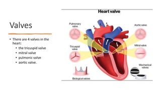 Valves
• There are 4 valves in the
heart:
• the tricuspid valve
• mitral valve
• pulmonic valve
• aortic valve.
 