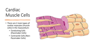 Cardiac
Muscle Cells
• There are 2 main types of
cardiac myocytes (muscle
cells) in the myocardium:
• Conducting Cells
(Pacemaker Cells)
• Contractile Cells (Non-
Pacemaker Cells)
 