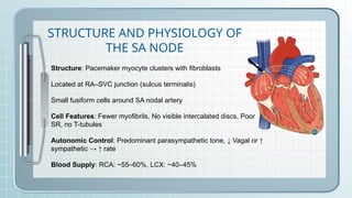 Cardiovascular Disease_ Bradyarrhythmia.pptx