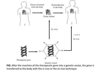 FIG: After the insertion of the therapeutic gene into a genetic vector, the gene is
transferred to the body with the in vivo or the ex vivo technique.
 