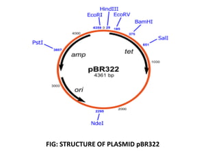 FIG: STRUCTURE OF PLASMID pBR322
 