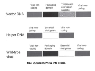 FIG.: Engineering Virus into Vector.
 