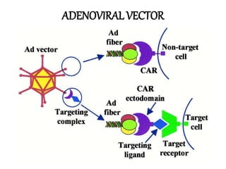 ADENOVIRAL VECTOR
 