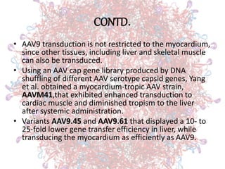 CONTD.
• AAV9 transduction is not restricted to the myocardium,
since other tissues, including liver and skeletal muscle
can also be transduced.
• Using an AAV cap gene library produced by DNA
shuffling of different AAV serotype capsid genes, Yang
et al. obtained a myocardium-tropic AAV strain,
AAVM41,that exhibited enhanced transduction to
cardiac muscle and diminished tropism to the liver
after systemic administration.
• Variants AAV9.45 and AAV9.61 that displayed a 10- to
25-fold lower gene transfer efficiency in liver, while
transducing the myocardium as efficiently as AAV9.
 